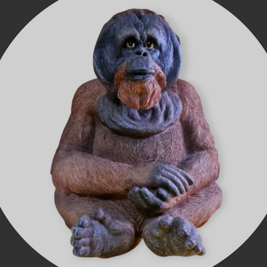 Orangutan