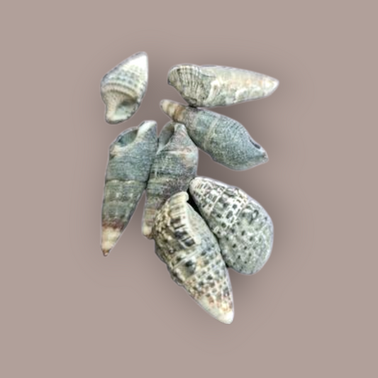 Concha Trivitata