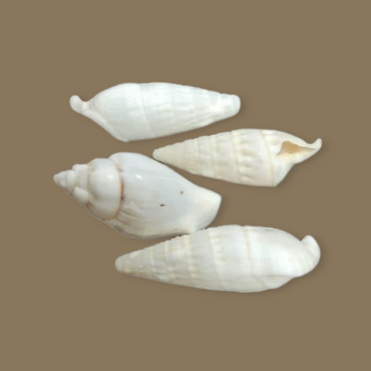 Concha PEPPERLONELY