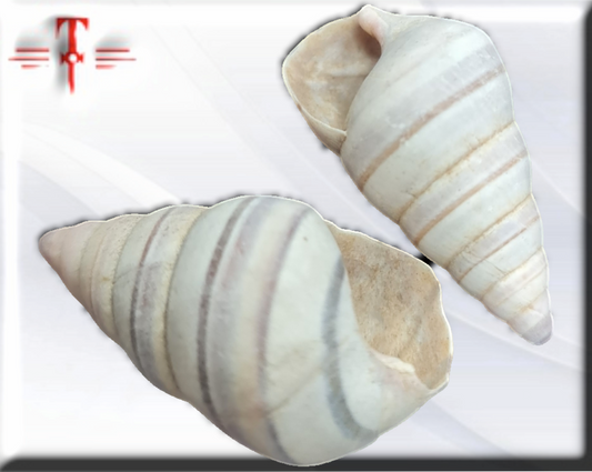 Caracol Caramelo