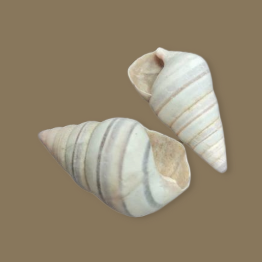 Caracol Caramelo