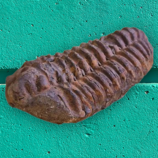 Bathyurus