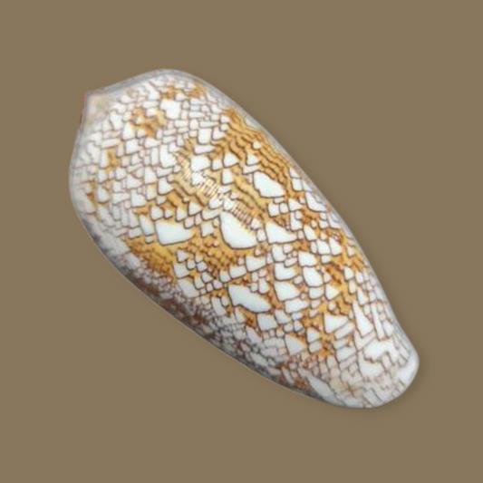 caracol Conus Textile