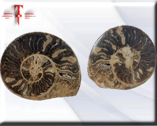 Pareja de ammonites