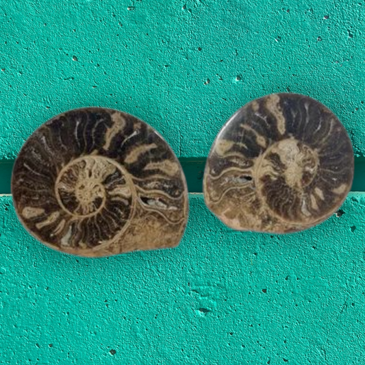 Pareja de ammonites