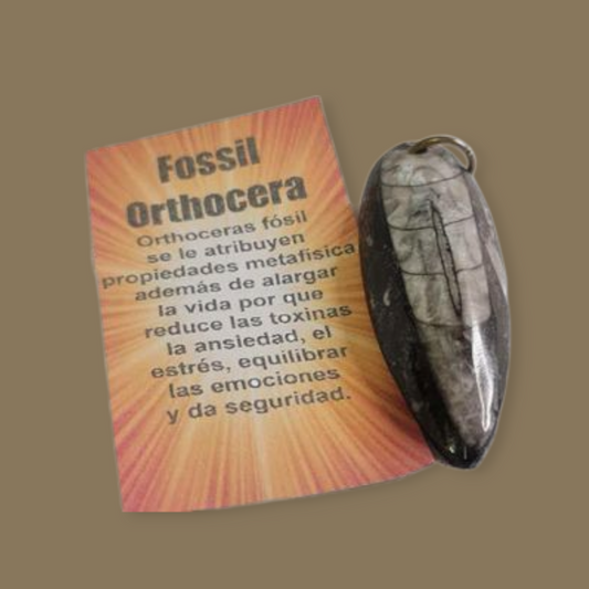 Colgante fósil de Orthocera