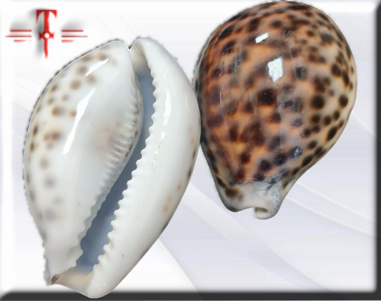 Caracol tigre