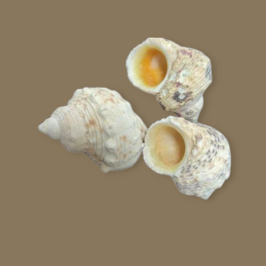 Caracol Turbo