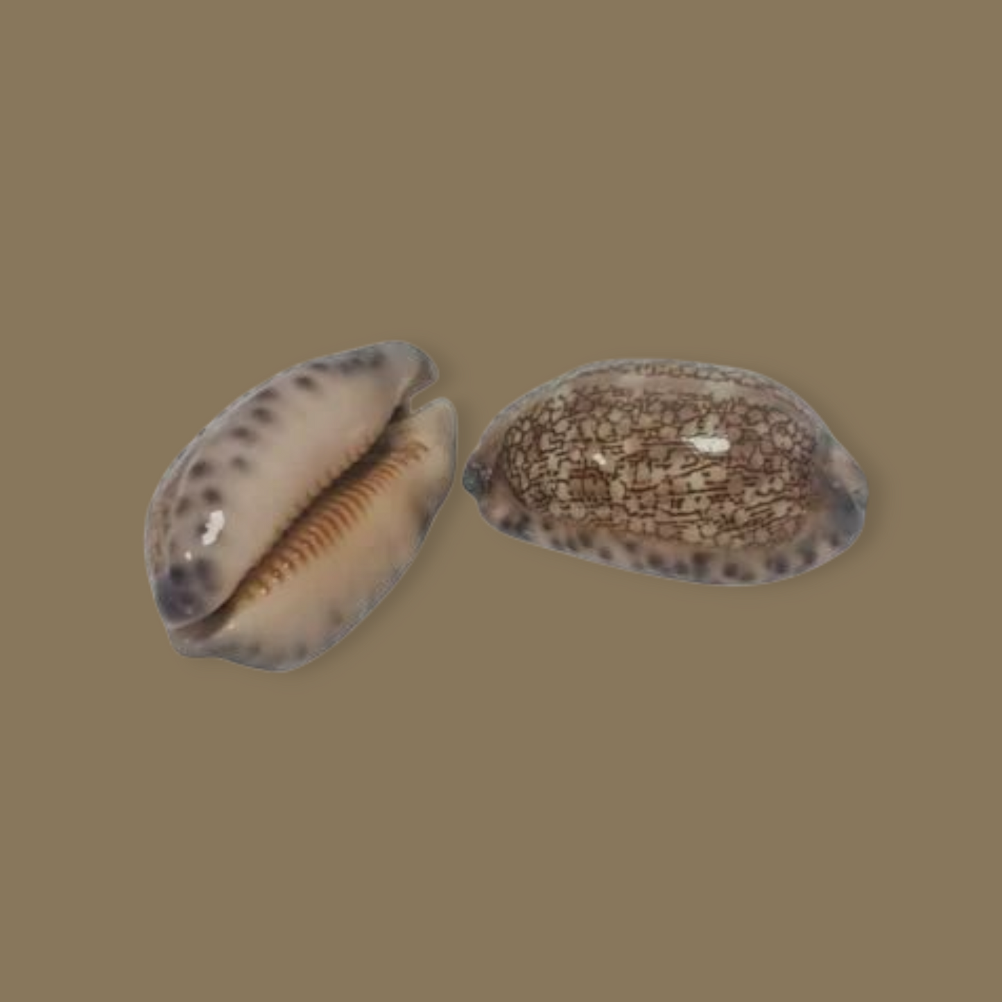 Cipraea arabica