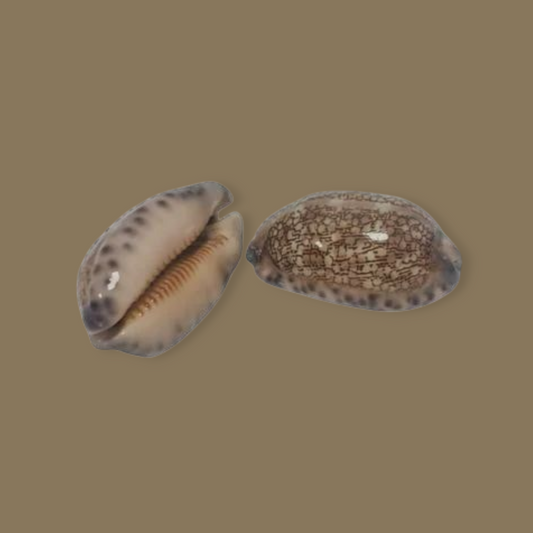 Cipraea arabica