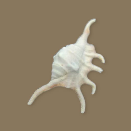Caracol araña