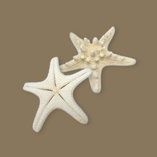 Estrella de mar blanca