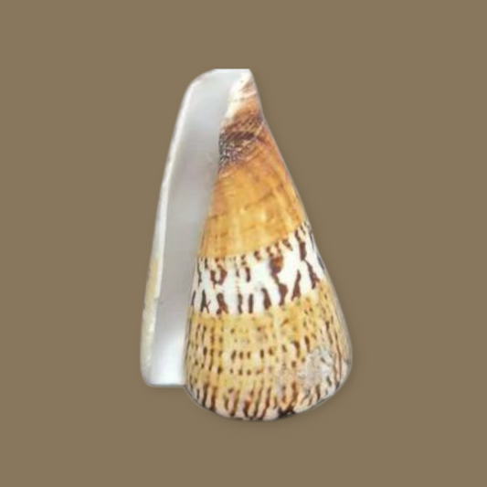Caracol cono de capitán