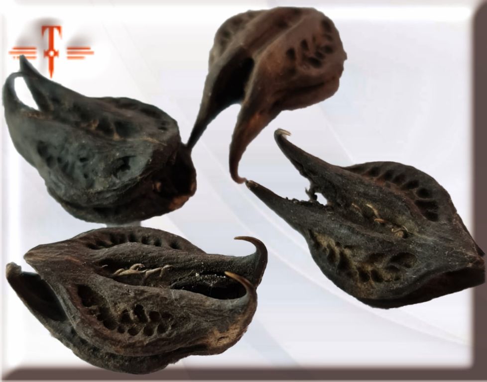 semilla uña de gato