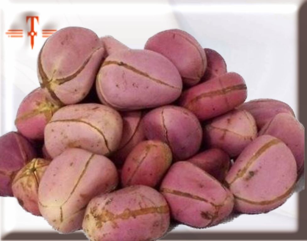semilla nuez de cola