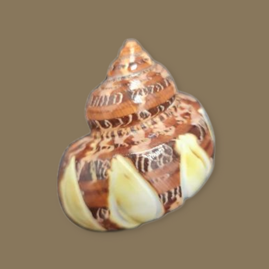 Turbo petolatus