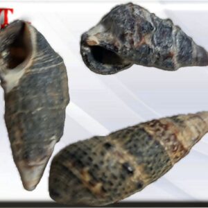 nassa trivitata 100gr Naciendo en el océano, las conchas están asociadas fuertemente con el elemento agua. También están asociadas con la luna, que mueve las mareas. Tanto el elemento del agua y la luna tienen energías femeninas fuertes que son receptivas en la naturaleza, de modo que las conchas son usadas principalmente en la magia para atraer lo que deseas en tu vida.