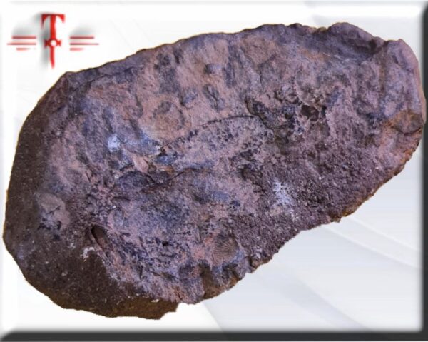 Bathyurus Son los fósiles más característicos del Paleozoico (antigua «era Primaria»). Se han descrito casi 4.000 especies.