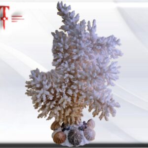 Ejemplar de Coral Blanco El coral es una piedra orgánica