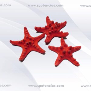 estrella de mar horn roja aprox 10cm Naciendo en el océano, las conchas están asociadas fuertemente con el elemento agua. También están asociadas con la luna, que mueve las mareas. Tanto el elemento del agua y la luna tienen energías femeninas fuertes que son receptivas en la naturaleza, de modo que las conchas son usadas principalmente en la magia para atraer lo que deseas en tu vida. Preparación Las conchas sacadas del océano necesitan un pequeño ritual de preparación para usos mágicos; sin embargo, si tus conchas se compraron en una tienda o han sido amontonadas en una caja durante un rato, se pueden beneficiar de la limpieza y la recarga. Para hacer esto, coloca tus conchas en un bol de agua mezclado con sal de mar. Pon las conchas fuera a secar durante un día o una noche entera. Recarga la energía poniendo el bol en el sol o bajo la luz de la luna llena durante varias horas.