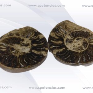 ammonites . peso: 1184 Gramos dos piezas  medidas : 16X13X6cm Ammonite, también llamada ammonoidea o amonita, es uno de los recursos utilizados en la Magia Natural y de los Cristales, aunque no se trata de un mineral o piedra, sino del fósil de un molusco, que existió hace unos 400 millones de años. Como todos los fósiles, el ammonite es relacionado con la eternidad, el proceso de regresión hacia las vidas pasadas, y el quinto elemento del Hinduismo: el akasha o éter (la esencia de todas las cosas). Los Ammonites son una forma de ammonoides que se distinguen por sus líneas de sutura complejas. Eran abundantes y diversos en los mares de la Era Mesozoica, y evolucionaron muy rápidamente produciendo numerosas especies y géneros. Después de un declive en su diversidad durante el Cretácico Superior, los ammonites se extinguieron al mismo tiempo que otros grupos marinos, tales como los belemnites, y algunos grupos terrestres, como los dinosaurios. Los amonites son un grupo de animales protegidos por una concha única  de aragonito en forma de espiral que a menudo presenta ornamentación a modo de costillas, tubérculos o espinas. Son fósiles comunes; sobre todo en rocas del Jurásico, cuando fueron el grupo más abundante en los mares. Están emparentados con los cefalópodos actuales, que incluyen los pulpos, las sepias, los calamares y los nautilos y son depredadores. De hecho, del interior de la concha saldría un animal muy parecido a los pulpos actuales. Ammonite Durante la natación estos animales eran capaces de regular la cantidad de gas en las cámaras, a través del sifón, permitiéndoles así controlar su flotabilidad. Es un mecanismo similar al que utilizan los buceadores hoy en día. De esta manera el amonites podía regular su posición en los mares donde vivía nadando a mayor o menor profundidad. Al igual que hoy sabemos que existen calamares gigantes, se sabe que en el Mesozoico también hubo amonites que alcanzaron tamaños enormes. Prueba de ello son los fósiles que han quedado en las rocas de este periodo. Los tamaños que podían alcanzar los amonites son muy variados. De hecho, son uno de los grupos fósiles en los que se ha reconocido dimorfismo sexual. En los amonites, el tamaño de la macroconcha de una especie determinada (dimorfo supuestamente femenino) podía llegar a ser hasta 10 veces más grande que su correspondiente microconcha (dimorfo supuestamente masculino). Los amonites se encuentran entre los fósiles más populares para el gran público. Su nombre deriva de «Ammon», sobrenombre del dios Júpiter representado con cuernos de camero.