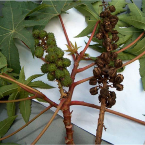 Hierba ricinus communis