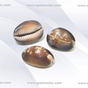 cypraea caputserpentis 2-3cm  * 4 piezas Naciendo en el océano, las conchas están asociadas fuertemente con el elemento agua. También están asociadas con la luna, que mueve las mareas. Tanto el elemento del agua y la luna tienen energías femeninas fuertes que son receptivas en la naturaleza, de modo que las conchas son usadas principalmente en la magia para atraer lo que deseas en tu vida. Preparación Las conchas sacadas del océano necesitan un pequeño ritual de preparación para usos mágicos; sin embargo, si tus conchas se compraron en una tienda o han sido amontonadas en una caja durante un rato, se pueden beneficiar de la limpieza y la recarga. Para hacer esto, coloca tus conchas en un bol de agua mezclado con sal de mar. Pon las conchas fuera a secar durante un día o una noche entera. Recarga la energía poniendo el bol en el sol o bajo la luz de la luna llena durante varias horas. Amor Uno de los símbolos principales de Afrodita, la diosa griega del amor, es la concha. Invoca el poder de Afrodita para los hechizos de amor usando conchas, llevando joyas de conchas o ornamentos para el pelo para atraer a la persona amada. Usa una concha con bisagras con las dos partes aún unidas como un poderoso talismán de amor para mantener a dos amantes juntos. Escribe las iniciales de los amantes en el interior de la concha, una en cada lado, entonces sella y cierra con pegamento. Prosperidad Muchas culturas usaban conchas como moneda de cambio. Las conchas cauri se usaban en África y Norteamérica, y los nativos americanos usaban wampum -cuentas hechas de conchas de almeja- como dinero. Caracoles exóticos A causa de esto, las conchas son buenas para los hechizos de dinero. Rellena una bolsa pequeña verde o dorada con conchas, una moneda de plata y menta, que es la hierba que atrae el dinero. Cuelga la bolsa donde hagas negocios, y frota cuando desees prosperidad. Coloca una pequeña concha en tu cartera o monedero para seguir atrayendo al dinero. Protección La protección es un propósito primario para la concha en la naturaleza, ya que se han hecho para mantener a las criaturas marítimas pequeñas y sin defensas de daño alguno. A causa de esto, las conchas tienen energías de protección poderosas. Muchas culturas en áreas costeras usan conchas en la magia del folclore para proteger la casa de colocar cuerdas de conchas sobre las ventanas y las puertas. Los collares de conchas los pueden llevar niños para mantenerlos cerca de casa y libres de peligro. Colocar una concha pequeña y redonda en los collares de tus mascotas los mantendrá a salvo si salen de casa.