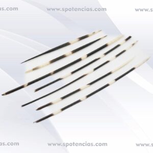 espinas de puercoespín de unos 20cm de largo. se utilizan para preparar protecciones y cargas. también te recuerda que la protección está para ti.