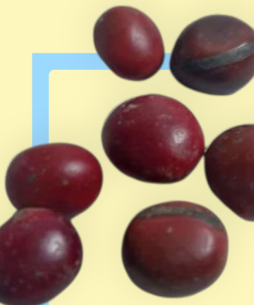 semilla mate rojo