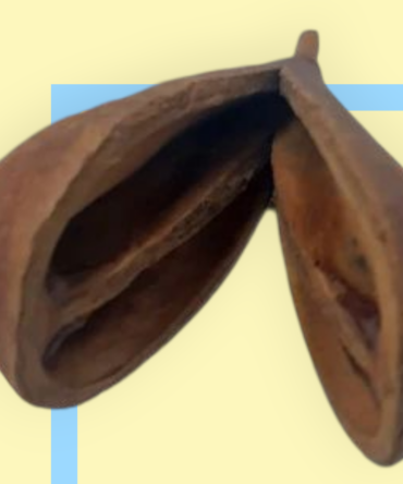 semilla Opele egbere