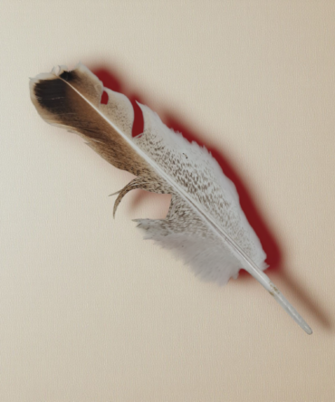 pluma aguililla