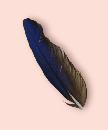 pluma Guacamayo