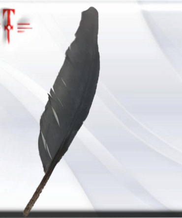 pluma Gris de loro africano