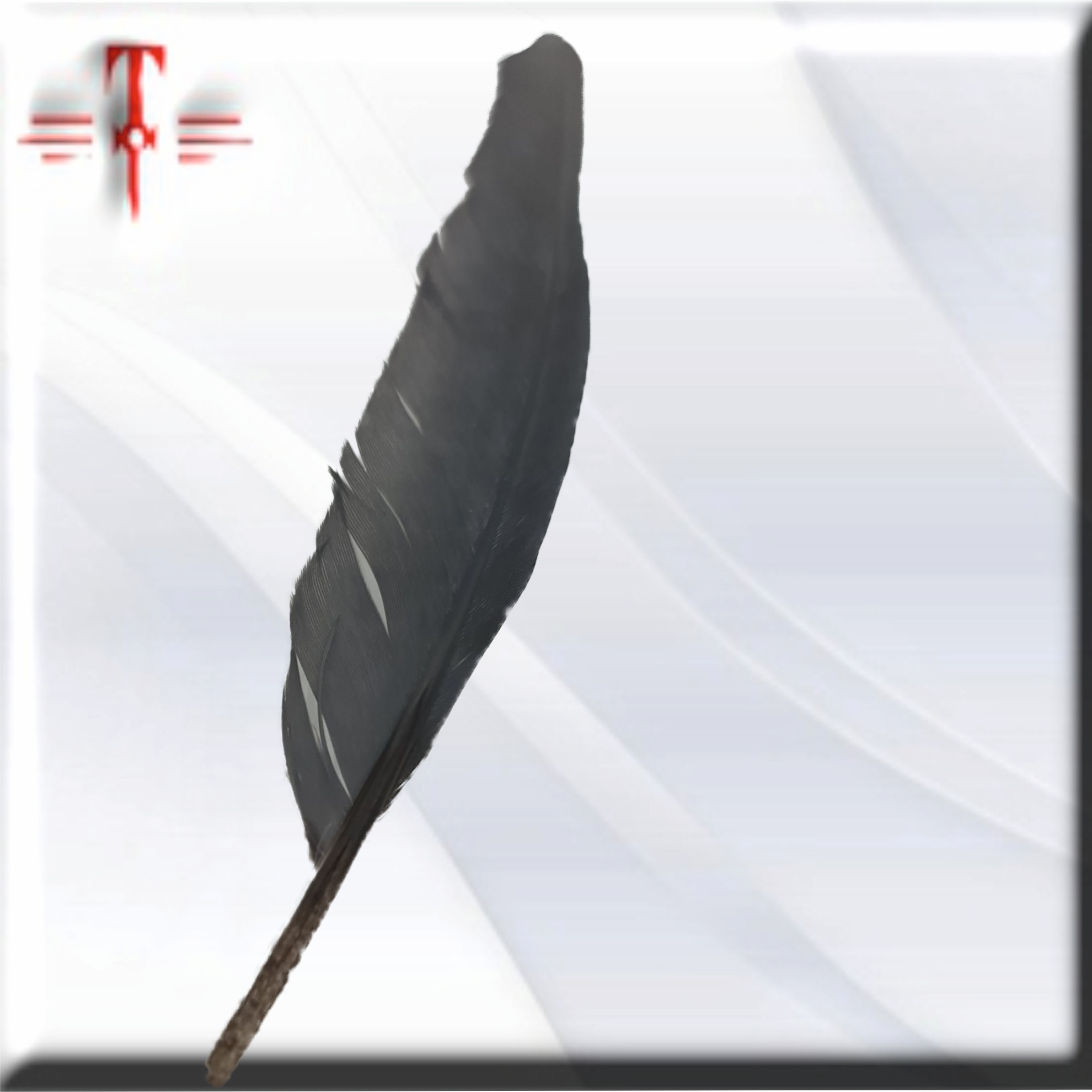 pluma Gris de loro africano