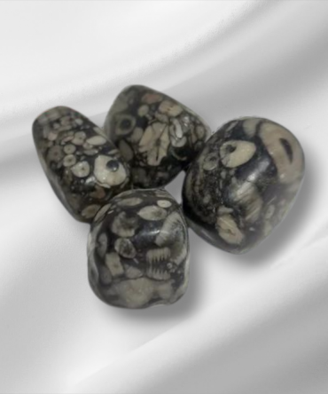 Jasper Fossil
