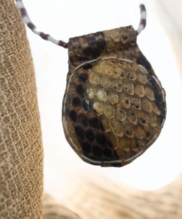 Amuleto serpiente Africano proteccion contra armas , cuchillos , peleas , Temlo de la pitón , secretos del vodun , arte tradicional africano