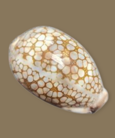 Cypraea Scurra