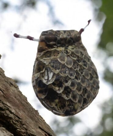 Amuleto serpiente Africano proteccion contra magia negra y vudú , Temlo de la pitón , secretos del vodun , arte tradicional africano