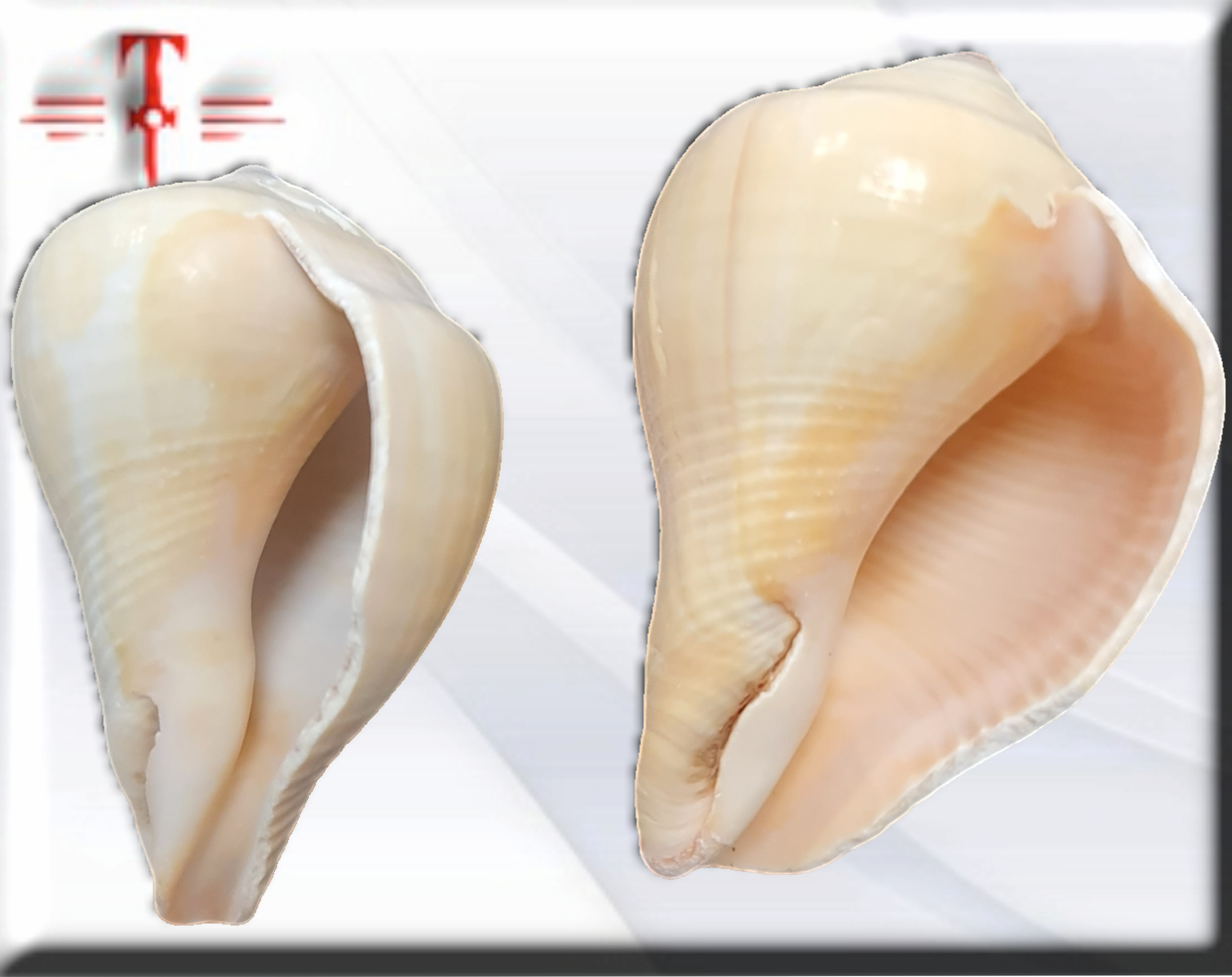 Concha de Colección: Pyruclia solida (Familia Cancellariidae) – Caracol Nuez Moscada - Imagen 2