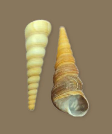 Caracol Tirabuzon