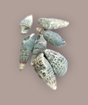 Concha Trivitata