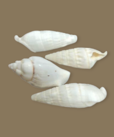 Concha PEPPERLONELY