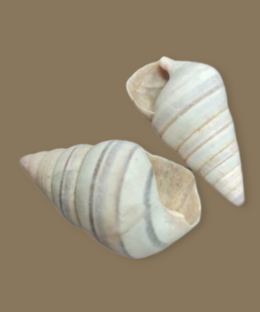 Caracol Caramelo