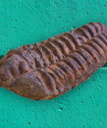 Bathyurus