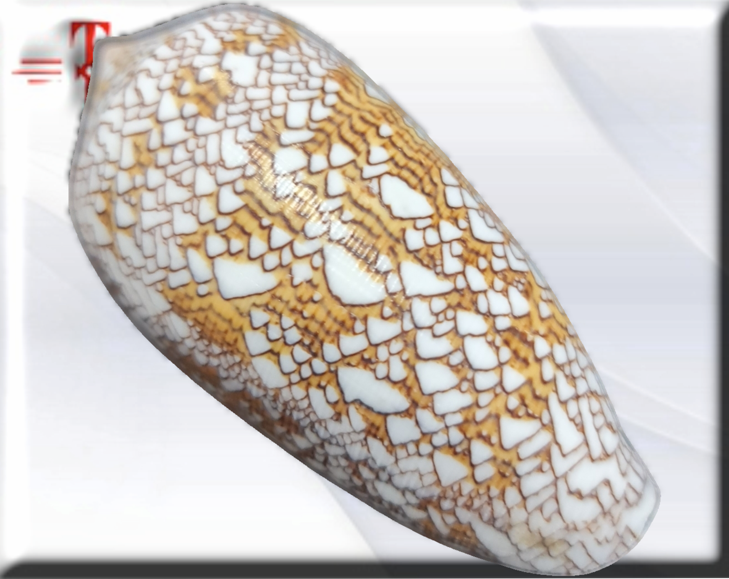 caracol Conus Textile - Image 2