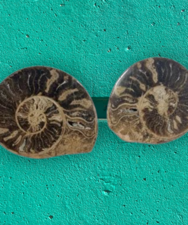 Pareja de ammonites