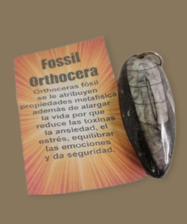 Colgante fósil de Orthocera