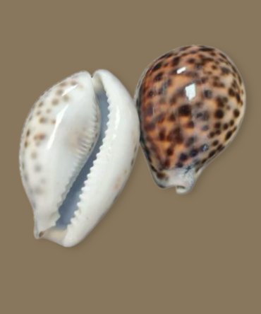 Caracol tigre