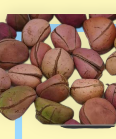 semilla nuez de cola