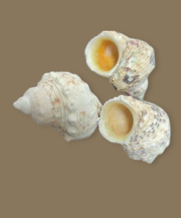 Caracol Turbo